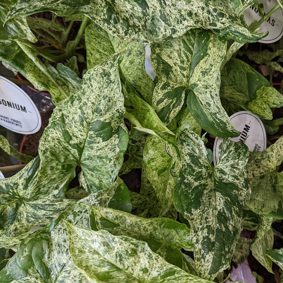 Thumb 5