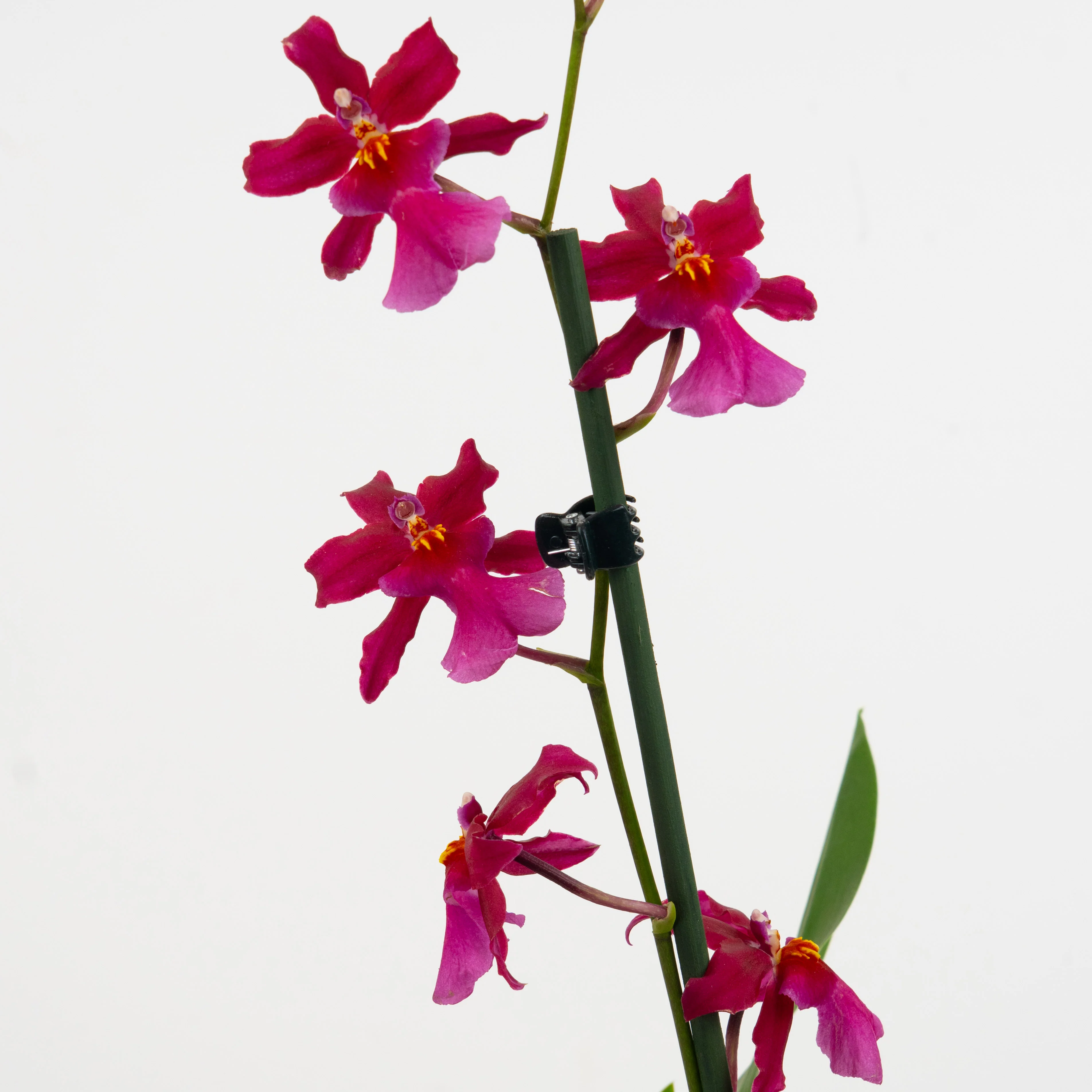 Flowering Plants