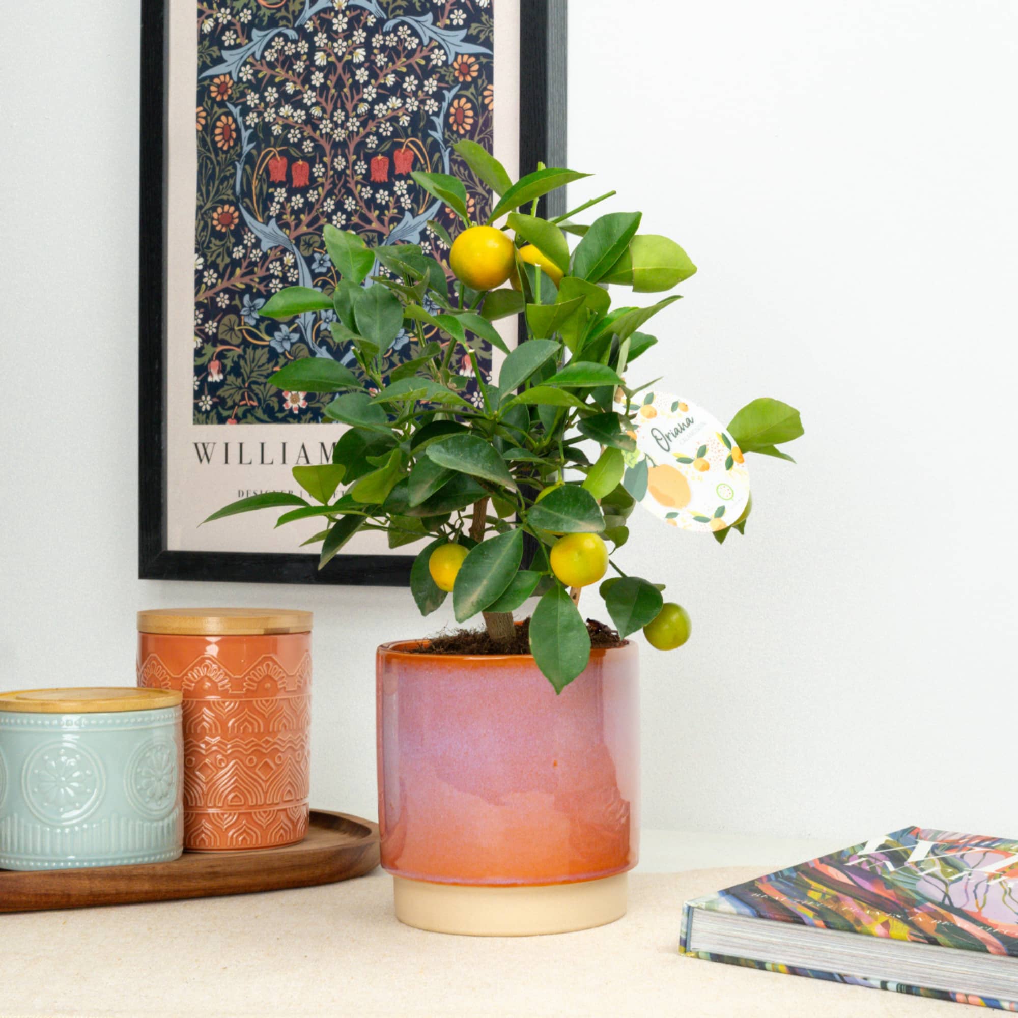 Chinese New Year Lucky Plants & Good Fortune Gifts