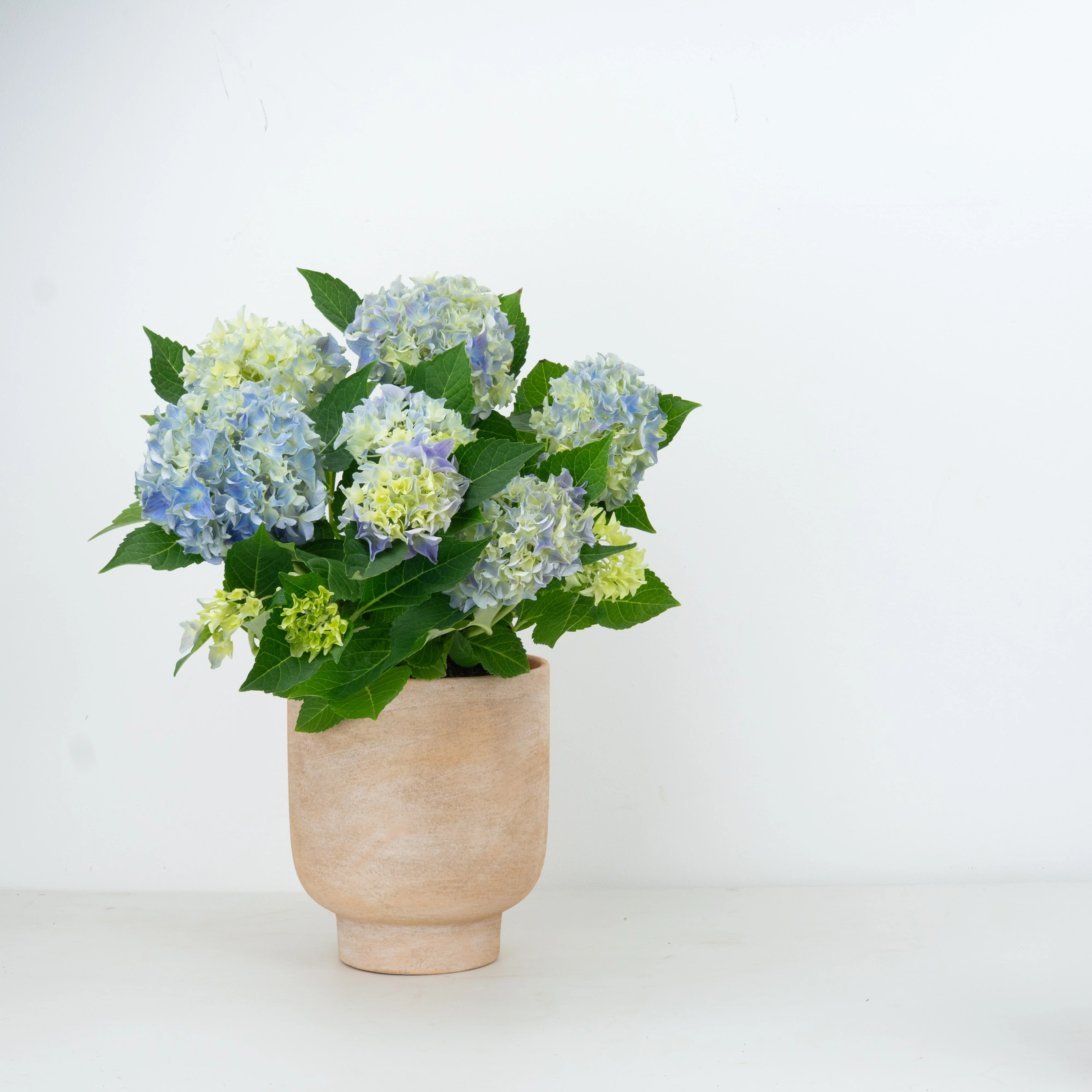 Cyber Monday Indoor Plants