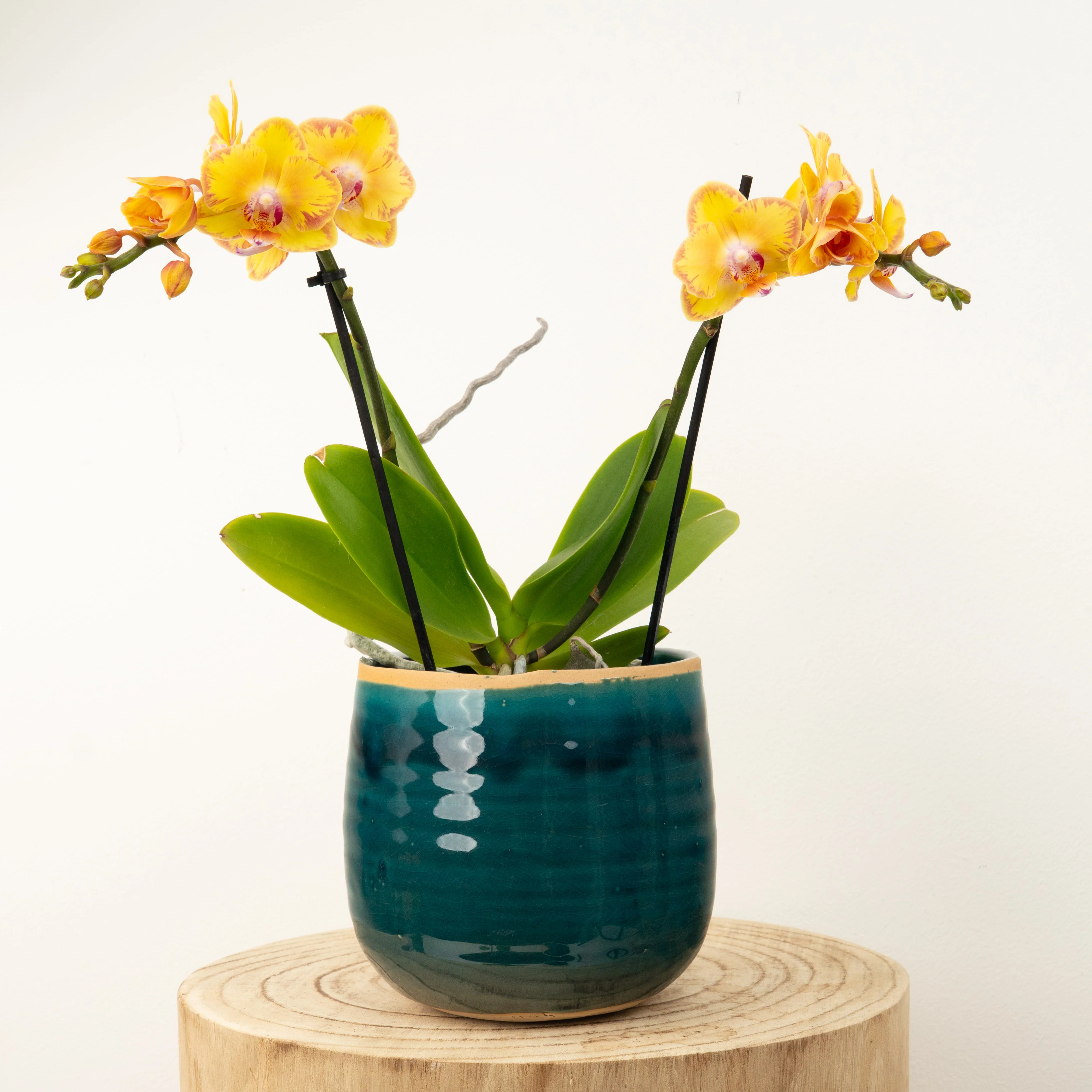 Exotic & Tropical Plants