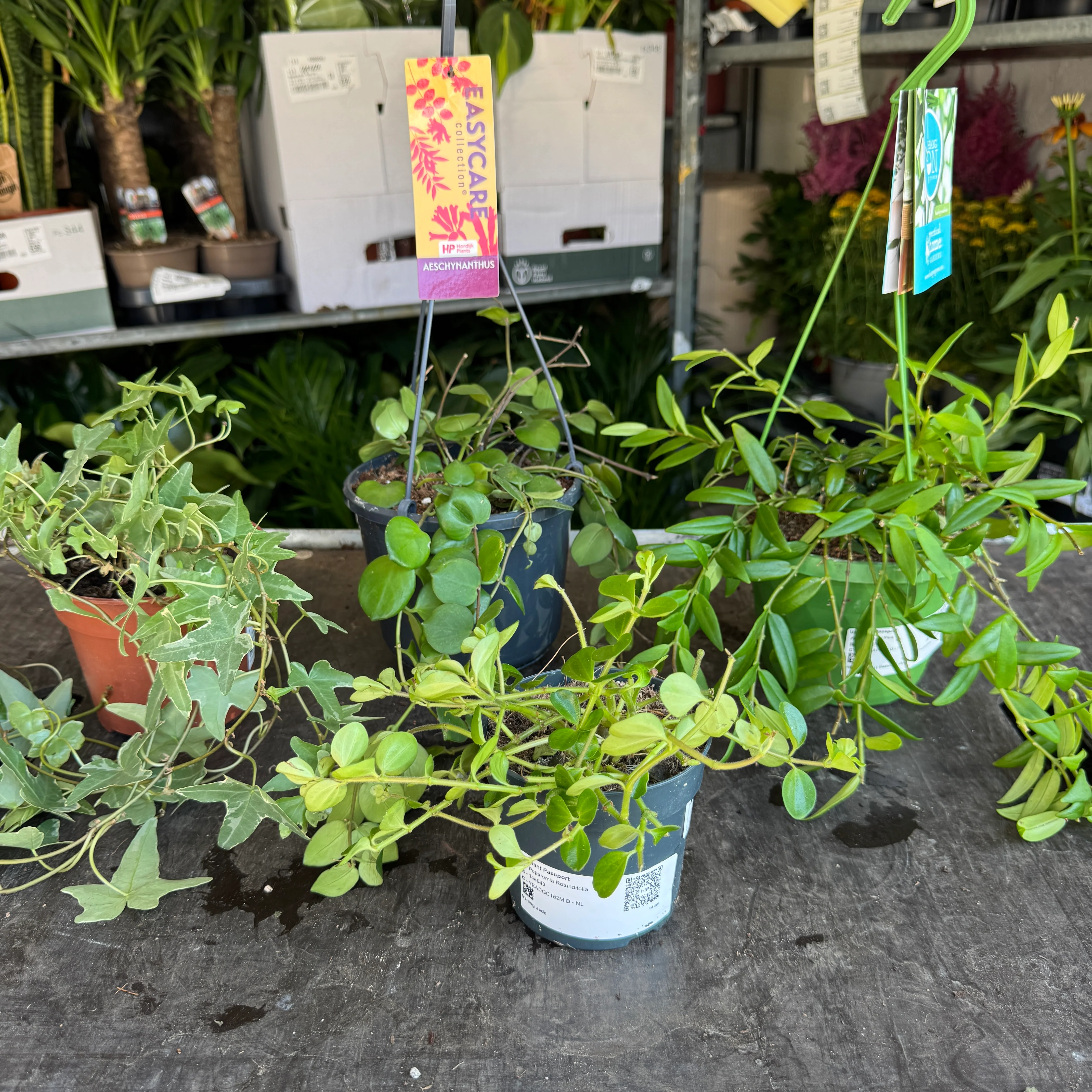 Indoor Plants On Sale