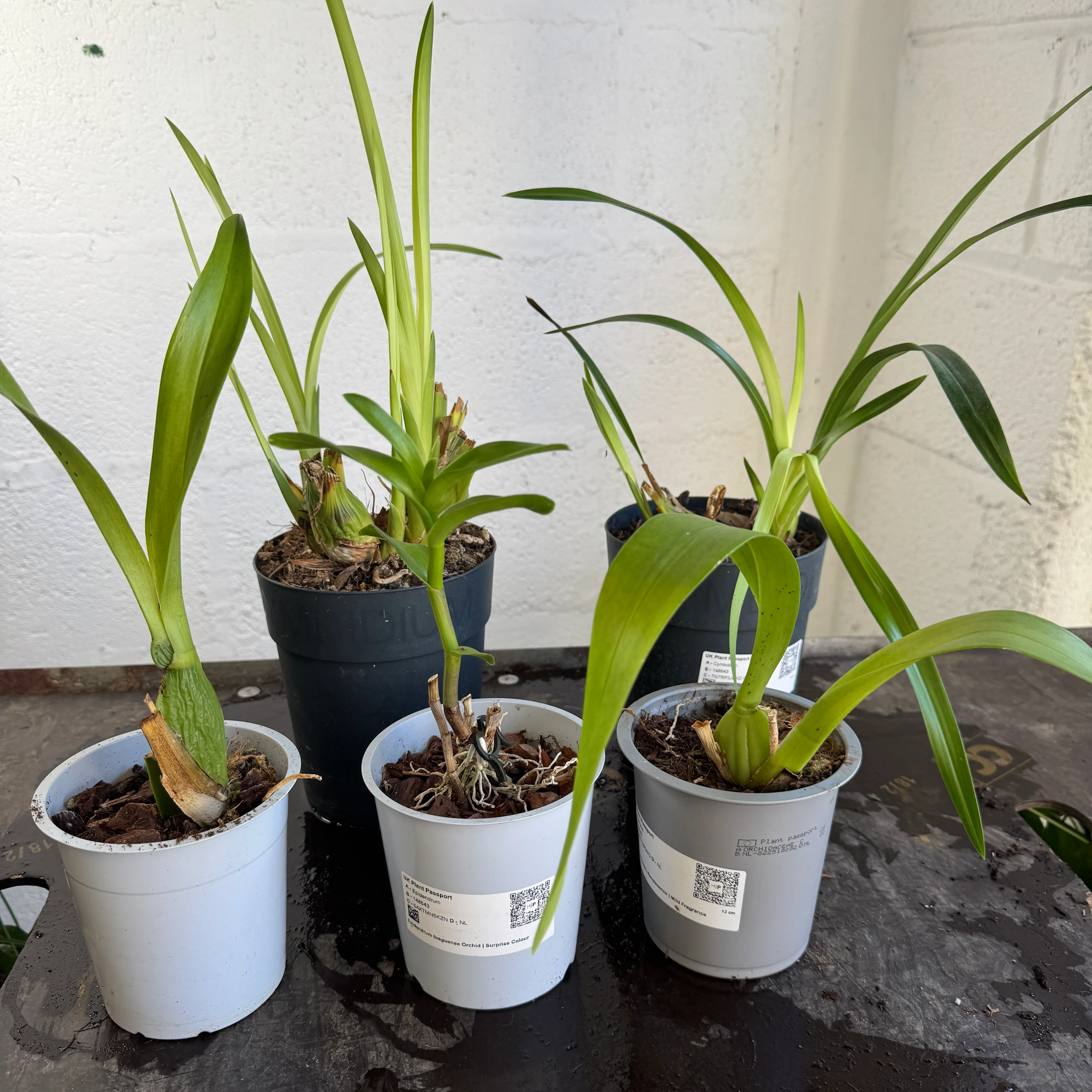 Houseplant Moving Sale