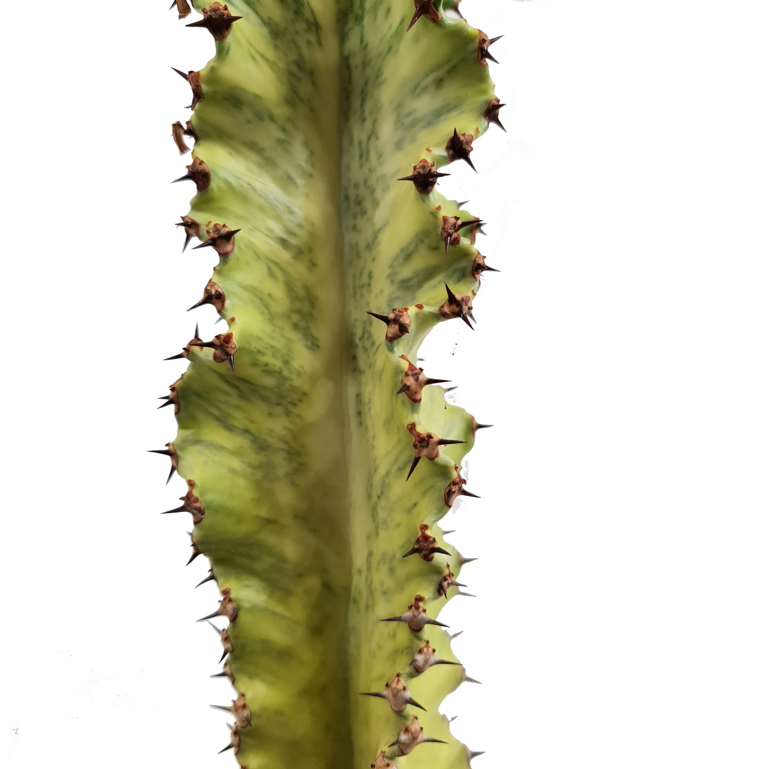 Thumb 2